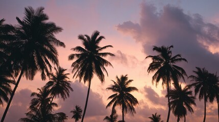Naklejka premium Palms stand tall against a vibrant sunset sky filled with hues of orange, pink, and purple. The scene captures the tranquility of early evening in a tropical setting, offering serene beauty.