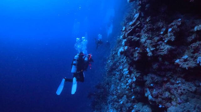 Group of swimming scuba divers and deep coral reef. Tropical ocean, reef and scuba divers.
Marine life in the sea and swimming tourists, underwater video from ocean exploration. Wildlife in the depth.