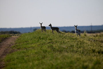 Female Blackbuck Antelope in Pampas plain environment, La Pampa province, Argentina