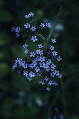 blue flowers in a garden