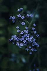 blue flowers in a garden