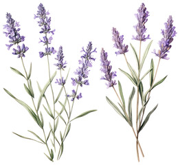 Naklejka premium PNG Elegant lavender botanical illustration, element set on transparent background