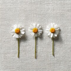 Obraz premium Three daisies on a light beige linen
