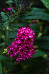 pink flowers in the garden
