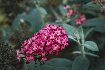 pink flowers in the garden