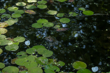 green water lily
