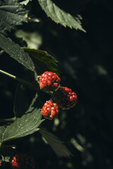 red berries, on a branch