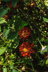 Yellow and orange flowers in the garden