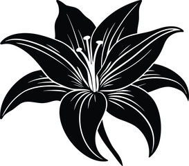 Obraz premium Lily Blossom Silhouette | Lily Flower Outline Design
