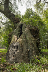 Árbol en contrapicada en el Bosque de Chapultepec, Ciudad de México