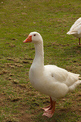 Detalle de ganso blanco con pico naranja sobre césped