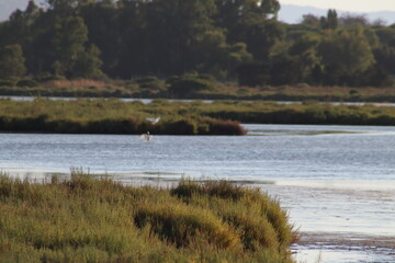 View of Orbetello Lagoon, province of Grosseto. WWF protected area, Tuscany, Italy