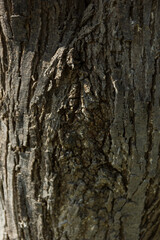 Textura de tronco de un árbol