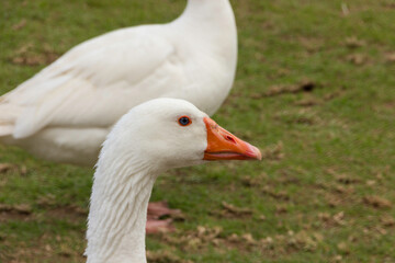 Detalle de ganso blanco con pico naranja sobre césped