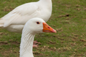 Detalle de ganso blanco con pico naranja sobre césped