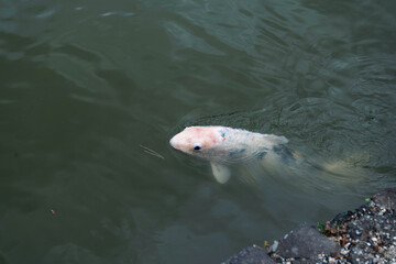 Pez koi blanco nadando en estanque de agua tranquila