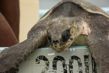 Primer plano de tortuga marina en un bote.