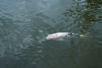 Pez koi blanco nadando en estanque de agua tranquila