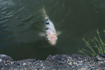 Pez koi blanco nadando en estanque de agua tranquila