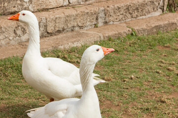 Gansos blanco con pico naranja sobre césped junto a escaleras de piedra