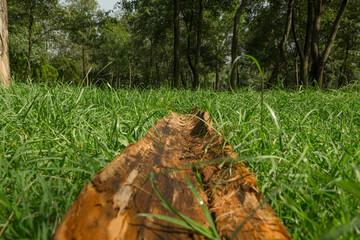 Tronco de madera en pasto verde dentro de un bosque natural