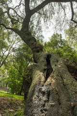 Árbol en contrapicada en el Bosque de Chapultepec, Ciudad de México