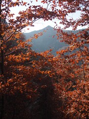 Mountain peak through golden leaves in sunlight, Prokletije National Park, Montenegro. Golden autumn in the mountains. Hiking on Volusnica mountain.