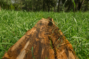 Tronco de madera en pasto verde dentro de un bosque natural