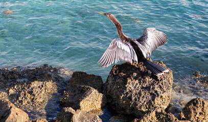 Anhinga sitting outdoor. A lonely anhinga at the sea. Snakebird near water. Sea darter bird. Fauna...