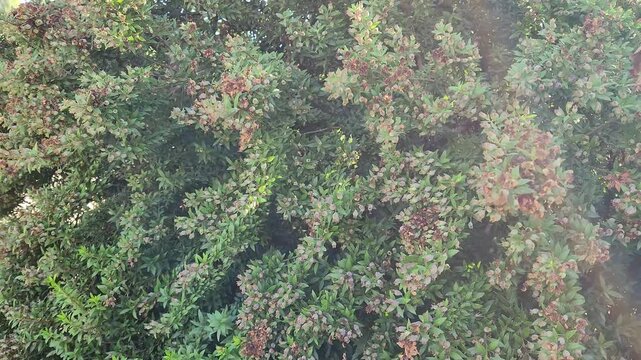 Branches of common myrtle (Myrtus communis) is a medicinal plant with small, dark berries that are sweet when ripe and can be used for various purposes