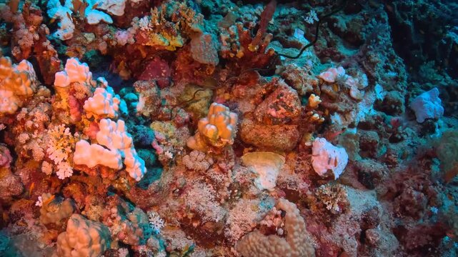 Swimming tropical fish and coral reef. Various reef fish, coras, underwater video from scuba diving. Marine life in the tropical ocean, vivid seascape, underwater travel footage. 
