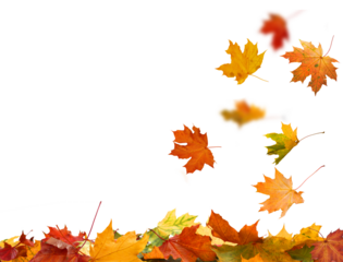 Falling autumn leaves isolated. Beautiful yellow,red,orange foliage. Vibrant fall colors. Maple leaves cut outs
