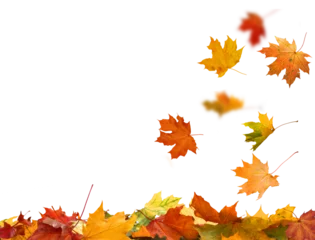 Foto op Aluminium Watervallen Falling autumn leaves isolated. Beautiful yellow,red,orange foliage. Vibrant fall colors. Maple leaves cut outs   © Lilya