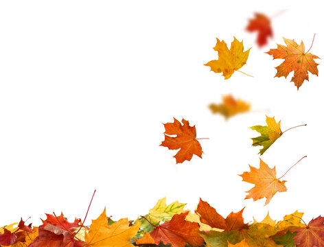 Fototapeta Falling autumn leaves isolated. Beautiful yellow,red,orange foliage. Vibrant fall colors. Maple leaves cut outs 