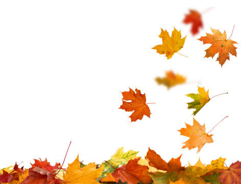 Falling autumn leaves isolated. Beautiful yellow,red,orange foliage. Vibrant fall colors. Maple leaves cut outs
