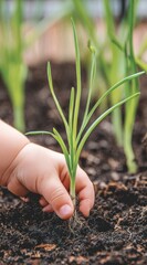 Planting green onions in a garden bed