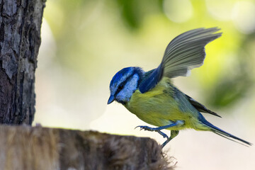 Blue Tit Perched on Garden Feeder – Close-Up Songbird