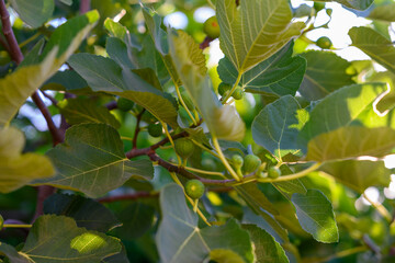 green leaves on a fig tree