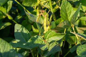 Green soybean plants thrive in fields under bright sun, showcasing lush leaves and developing pods,...
