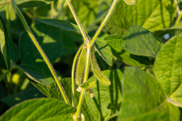 Green soybean plants thrive under bright sunlight, showcasing their pods and lush foliage in a...
