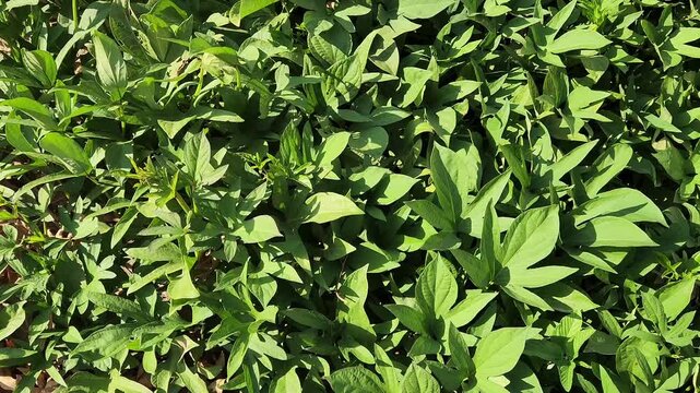 The leaves of the sweet potato plant (Ipomoea batatas) are not just for growth; they're also a nutritious vegetable used in many dishes, signifying a productive crop.