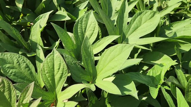 The leaves of the sweet potato plant (Ipomoea batatas) are not just for growth; they're also a nutritious vegetable used in many dishes, signifying a productive crop.