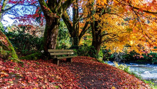 Tranquil autumnal scene featuring vibrant fall foliage, a wooden park bench, and a babbling brook.