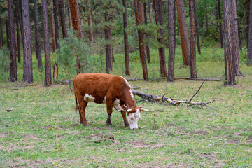 cow in a meadow, Arizona 