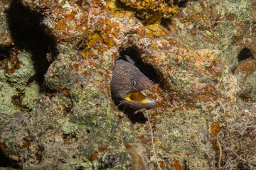 Moray eel Mooray lycodontis undulatus in the Red Sea, Eilat Israel
