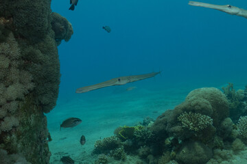 Squid in the Red Sea Colorful and beautiful, Eilat Israel
