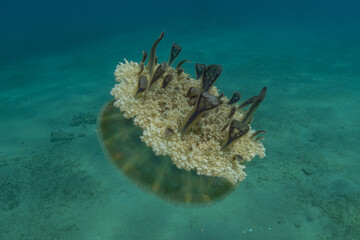 Jellyfish in the Red Sea are colorful and beautiful, Eilat Israel
