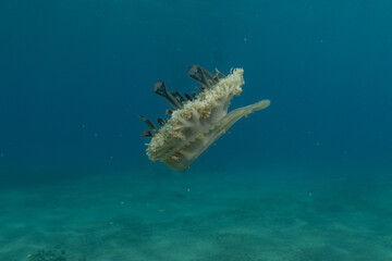 Jellyfish in the Red Sea are colorful and beautiful, Eilat Israel
