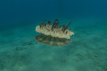 Jellyfish in the Red Sea are colorful and beautiful, Eilat Israel
