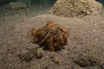 Hermit Crab in the Red Sea Colorful and beautiful, Eilat Israel